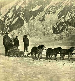 Dog
team during the Goldrush source: Getchell Library