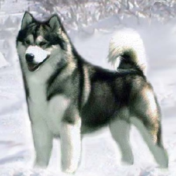 Buying your alaskan malamute from Snowlion Kennels Breeders in California Nevada