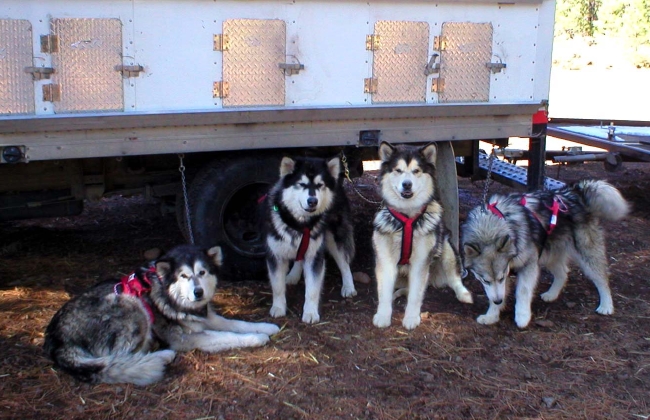 Best harness outlet for malamute