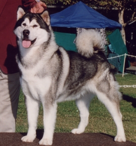 Snowlion Alaskan Malamutes--Ch Angel