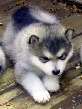 alaskan malamute wolf puppies for sale