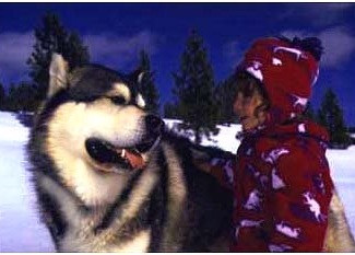 buying an alaskan malamute puppy at Snowlion Kennels