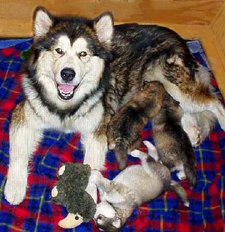   Alaskan Malamute puppies