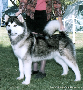 Snowlion's Alaskan Malamutes--