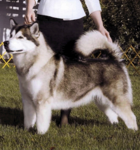 Snowlion Alaskan Malamutes--Ch Montana