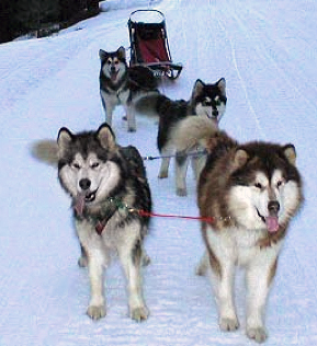 Giant store malamute size