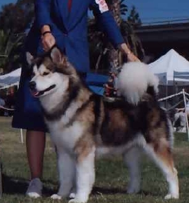 Snowlion Alaskan Malamutes--Champion Jade