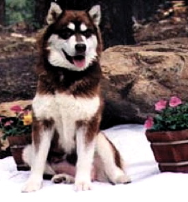 Snowlion Alaskan Malamutes--Int Champion Jaz