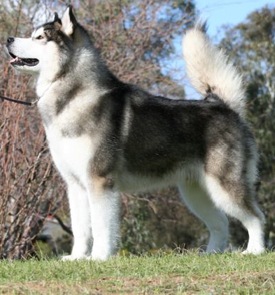 Snowlion malamutes sale