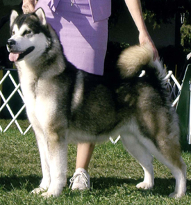 Snowlion's Alaskan Malamutes--Ch Leela