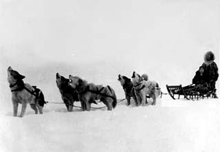 source: Getchell Library. A Malamute team