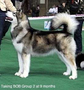 Snowlion Alaskan Malamutes--  Mashka