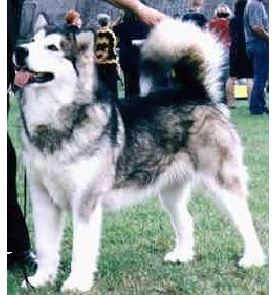 Snowlion Alaskan Malamutes