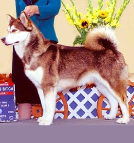 Snowlion's Alaskan Malamutes--Ch Narya