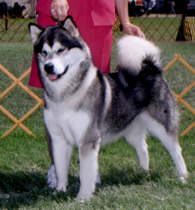 Snowlion Alaskan Malamutes--Ch Pegasus