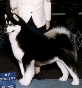 Snowlion Alaskan Malamutes--  Sierra