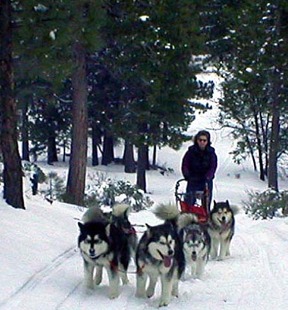 Female hot sale malamute size