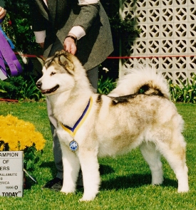 Snowlion Alaskan Malamutes--Ch Tikki