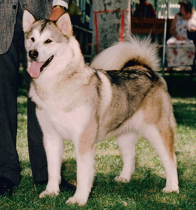 Snowlion Alaskan Malamutes--Ch Treasure